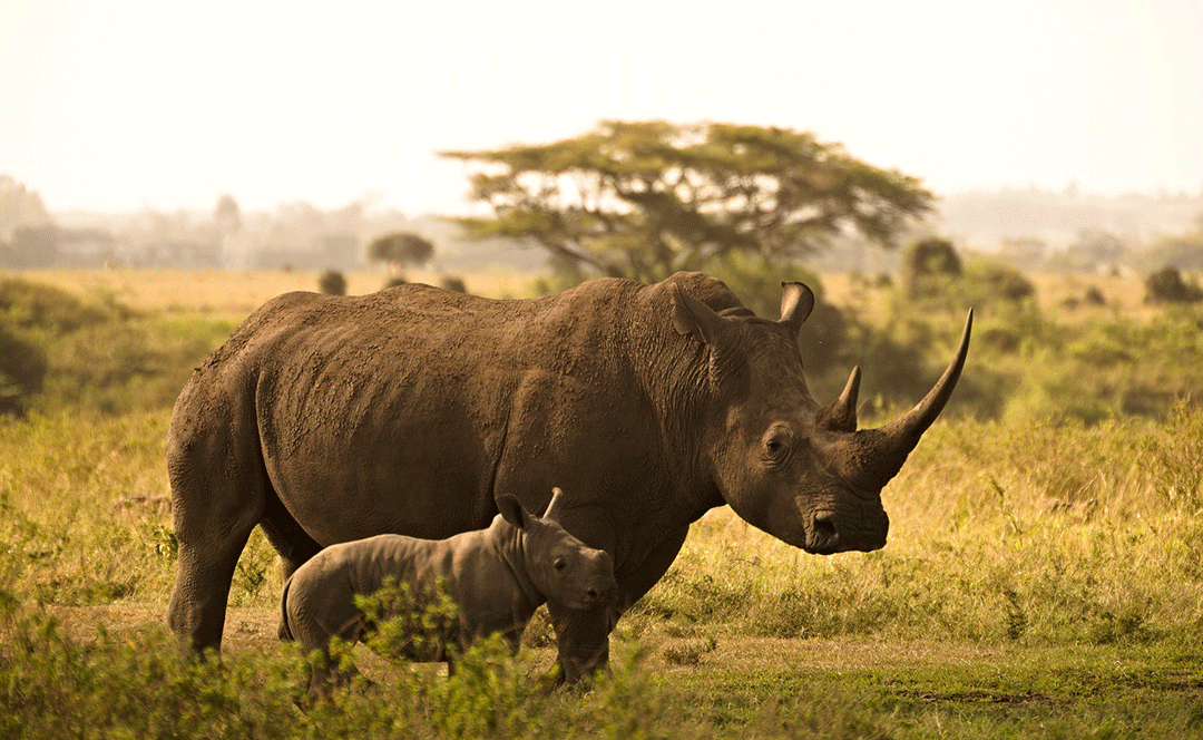 Another decrease reported in the Rhino population