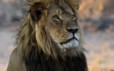 Call for South Africa to ban trophy hunting