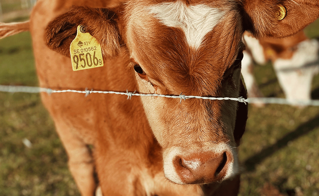 “BAN LIVE EXPORTS” GOES GLOBAL