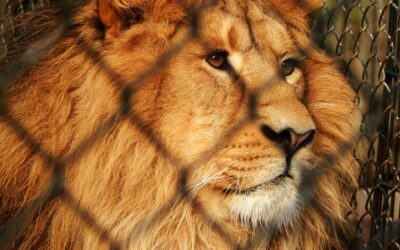 Trophy Hunting and Canned Lion Hunting in South Africa: A Complex Perspective on Animal Welfare
