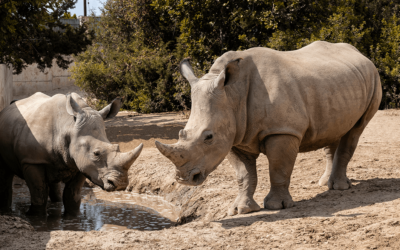 World Rhino Day: Uniting to Protect Africa’s Rhinos from Poaching
