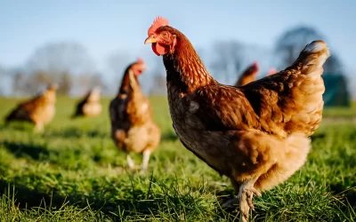 Africa’s Animal Welfare Revolution: Building Bridges Between Human Prosperity and Animal Wellbeing in 2025