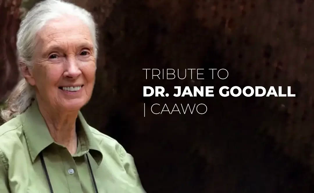 A Statement from the Executive Director of CAAWO on the Passing of Dr. Jane Goodall