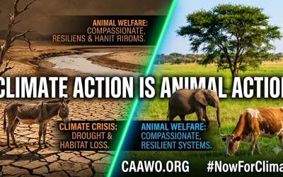 Climate Action Is Animal Action: World Environment Day 2026