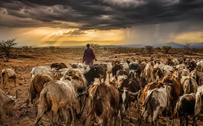 The Warning That Never Reaches the Herd